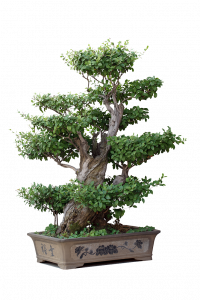 olmo-bonsai