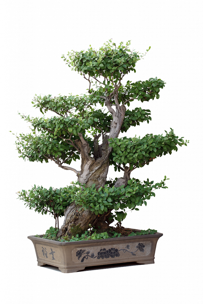 Mi bonsái se muere ¿Cómo evitarlo? CENTROBONSAI Comprar bonsáis