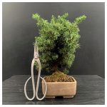 Bonsai Juniperus Shohin