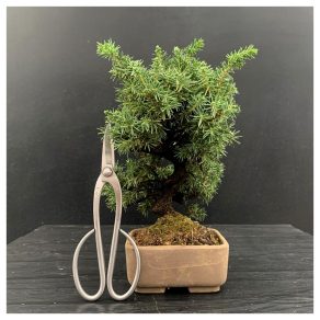 Bonsai Juniperus Shohin