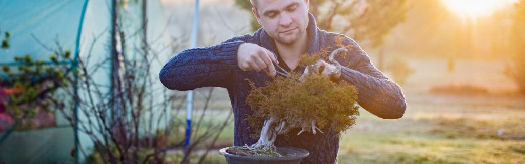 Cómo revivir un bonsai