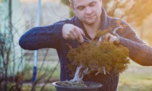 Cómo revivir un bonsai