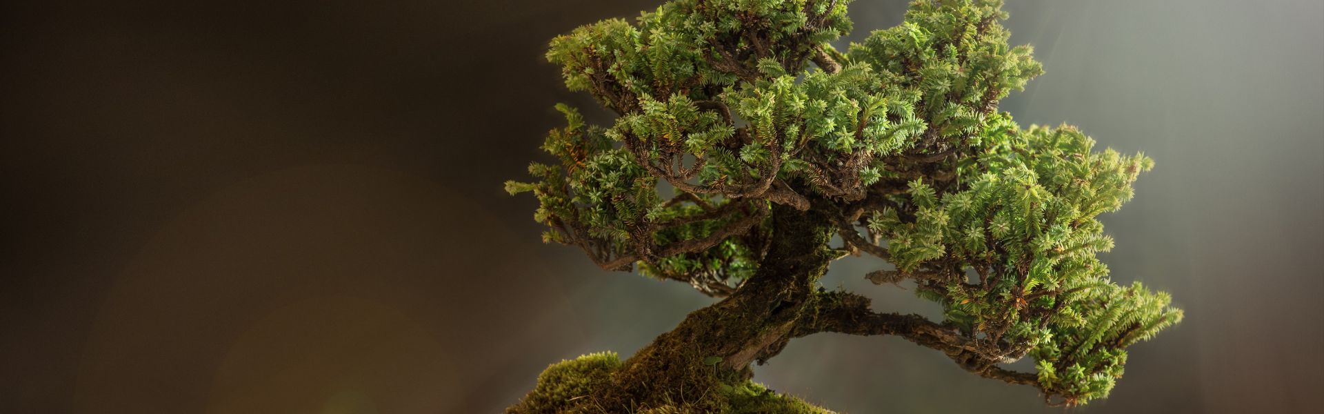 Guías y recursos para bonsáis