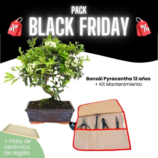 Pack Black Friday 2023 Bonsái 12 años Pyracantha Pack Black Friday 2023 Bonsái 12 años Pyracantha