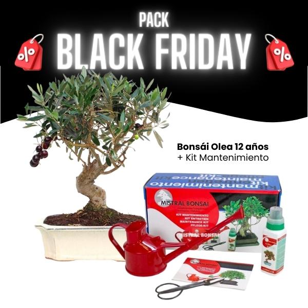Pack Bonsái Olea 12 años con Kit mantenimiento Black Friday 2023 Pack Bonsái Olea 12 años con Kit mantenimiento Black Friday 2023.