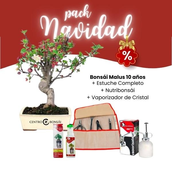 Pack Iniciación Bonsái Malus 10 años Navidad 2023