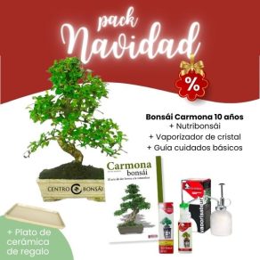 Pack Navidad 2023 Bonsái 10 años Carmona