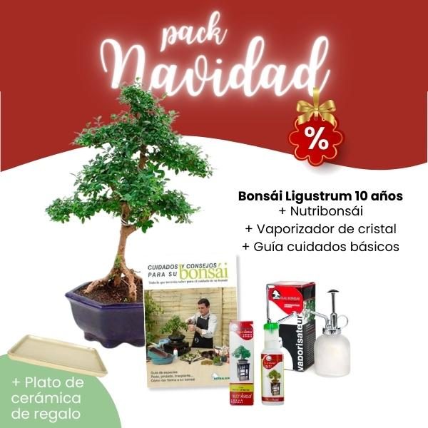 Pack Navidad 2023 Bonsái 10 años Ligustrum