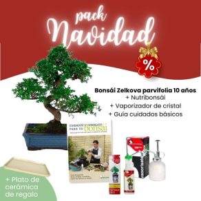 Pack Navidad 2023 Bonsái 10 años Zelkova Parvifolia