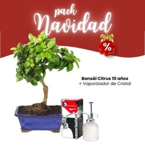 Pack Navidad 2023 Bonsái Citrus 10 años