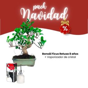 Pack Navidad 2023 Bonsái Ficus Retusa 8 años