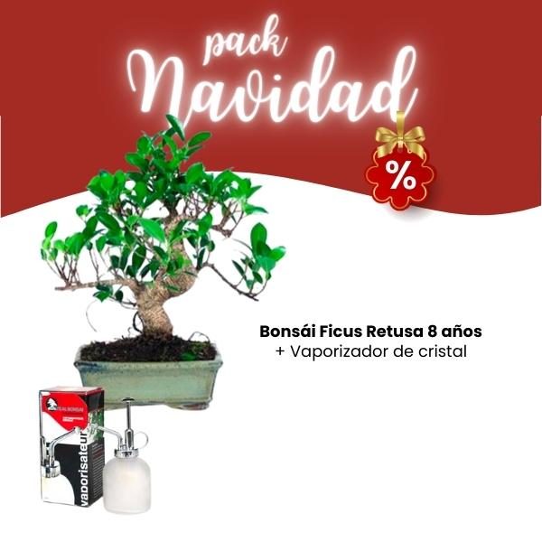 Pack Navidad 2023 Bonsái Ficus Retusa 8 años