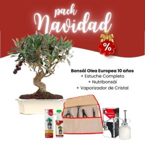 Pack Navidad 2023 Bonsái Olea Europea 10 años