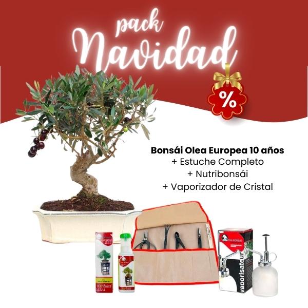 Pack Navidad 2023 Bonsái Olea Europea 10 años Pack Navidad 2023 Bonsái Olea Europea 10 años