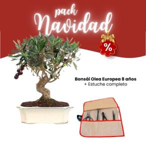 Pack Navidad 2023 Bonsái Olea Europea 8 años