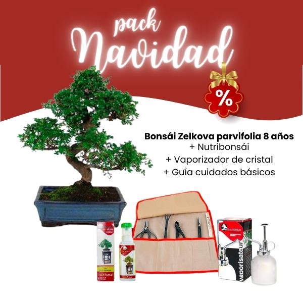 Pack Navidad 2023 Bonsái Zelkova Parvifolia 8 años Pack Navidad 2023 Bonsái Zelkova Parvifolia 8 años
