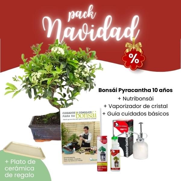 Pack Navidad 2023 Pyracantha 10 años Centrobonsai