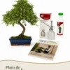 Pack Bonsái Zelkova de 10 años con vaporaizador, nutribonsai y guia