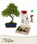 Pack Bonsái Zelkova de 10 años con vaporaizador, nutribonsai y guia