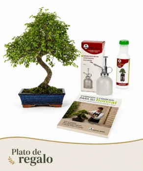 Pack Bonsái Zelkova de 10 años con vaporaizador, nutribonsai y guia