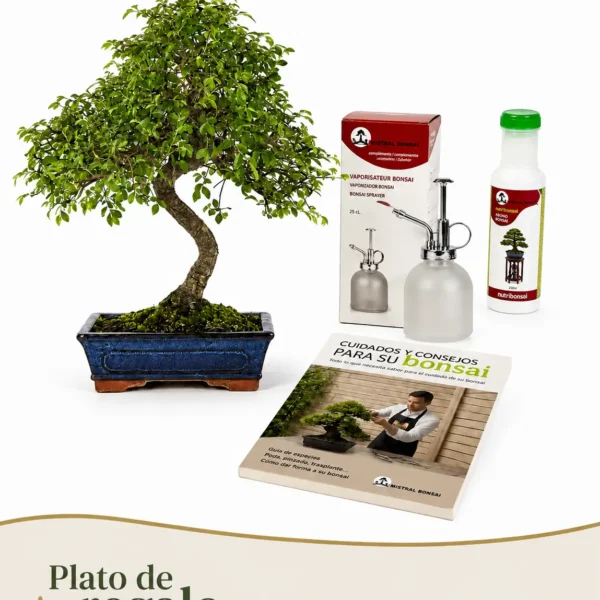 Pack Bonsái Zelkova de 10 años con vaporaizador, nutribonsai y guia