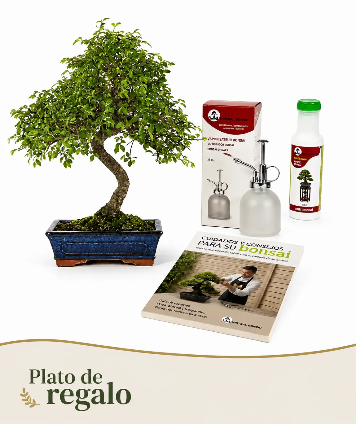 Pack Bonsái Zelkova de 10 años con vaporaizador, nutribonsai y guia