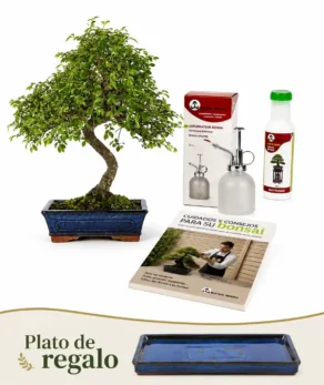 Pack Bonsái Zelkova de 10 años con vaporaizador, nutribonsai y guia