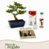 Pack Ligustrum 10 años con vaporizador, nutribonsai y guia