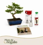 Pack Ligustrum 10 años con vaporizador, nutribonsai y guia