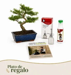 Pack Ligustrum 10 años con vaporizador, nutribonsai y guia