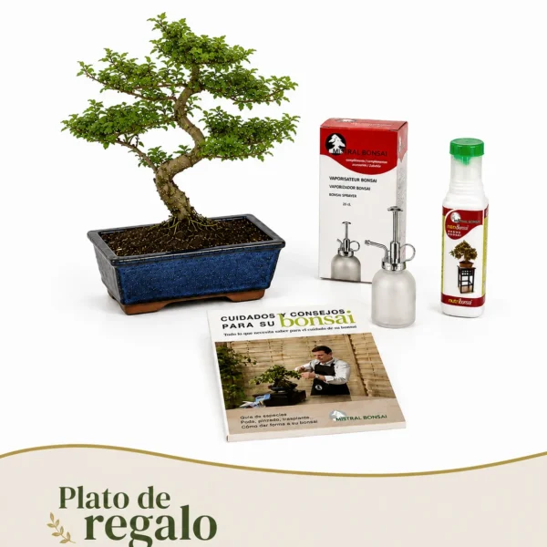 Pack Ligustrum 10 años con vaporizador, nutribonsai y guia