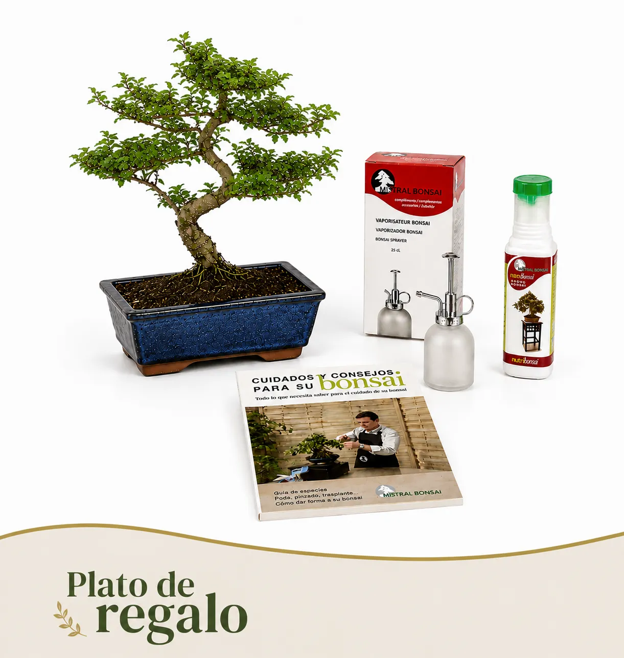Pack Ligustrum 10 años con vaporizador, nutribonsai y guia