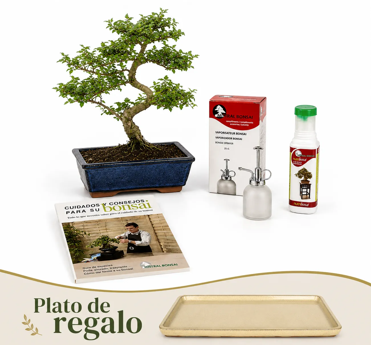 Pack Ligustrum 10 años con vaporizador, nutribonsai y guia