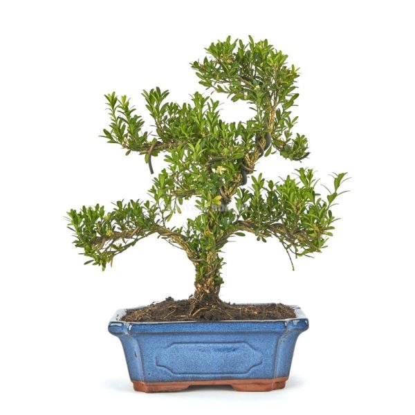 bonsai 10 años buxus harlandii