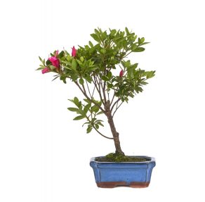 BONSAI 6 AÑOS RHODODENDRON