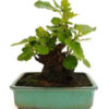 BONSAI 12 ANOS FICUS CARICA.jpg