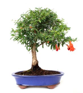 BONSAI 12 ANOS PUNICA GRANATUM.jpg