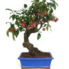 BONSAI 13 ANOS MALUS SP.jpg