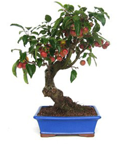 BONSAI 13 ANOS MALUS SP.jpg