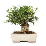 BONSAI 13 ANOS OLEA EUROPAEA.jpg