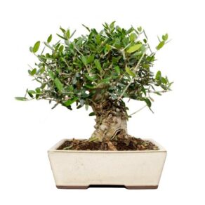 BONSAI 13 ANOS OLEA EUROPAEA.jpg