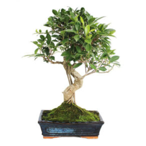 BONSAI 14 ANOS FICUS RETUSA.jpg