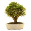 BONSAI 15 ANOS CARMONA.jpg