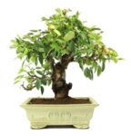 BONSAI 17 ANOS MALUS SP.jpg