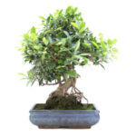BONSAI 19 ANOS FICUS RETUSA 1.jpg