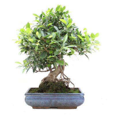 BONSAI 19 ANOS FICUS RETUSA 1.jpg