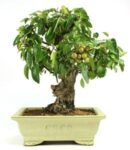 BONSAI 21 ANOS MALUS SP.jpg