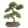 BONSAI 23 ANOS ZELKOVA PARVIFOLIA.jpg