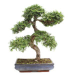 BONSAI 23 ANOS ZELKOVA PARVIFOLIA.jpg