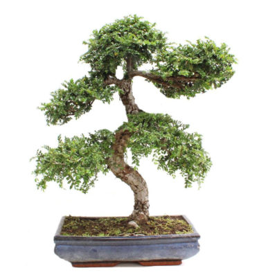 BONSAI 23 ANOS ZELKOVA PARVIFOLIA.jpg